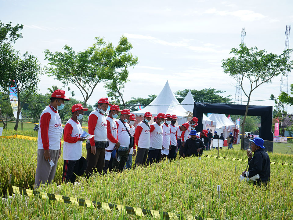 Cevya 400 SC Inovasi Terbaru BASF untuk Petani Padi Indonesia