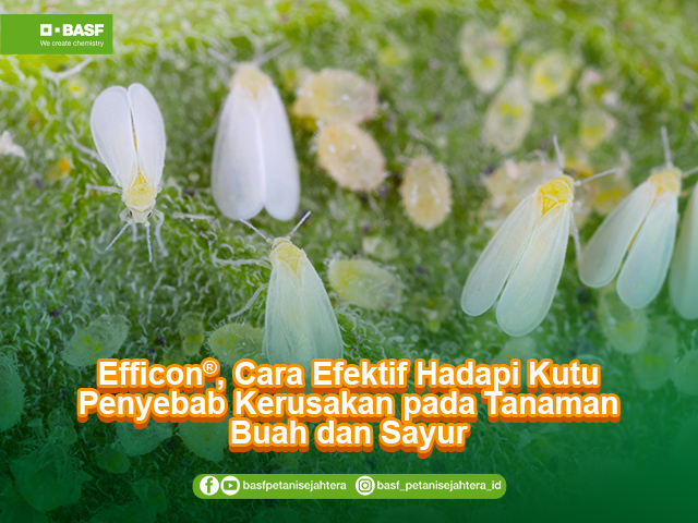 Efficon efektif hadapi kutu