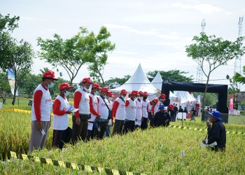 Cevya 400 SC Inovasi Terbaru BASF untuk Petani Padi Indonesia
