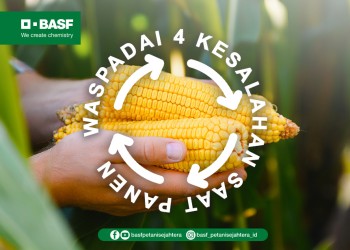 kesalahan saat panen