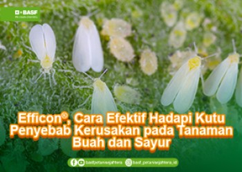 Efficon efektif hadapi kutu