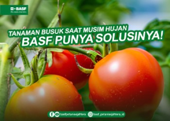 Solusi tanaman busuk